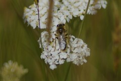 Leioproctus fulvescens