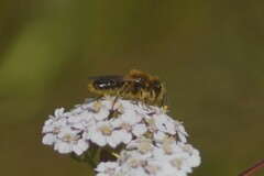 Leioproctus fulvescens