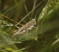 Phaulacridium marginale