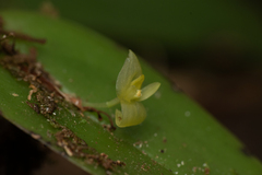 Pleurothallis baudoensis