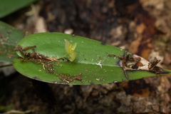 Pleurothallis baudoensis