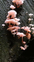 Mycena roseilignicola