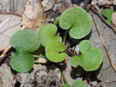 Dichondra carolinensis