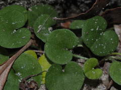 Dichondra carolinensis
