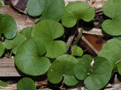 Dichondra carolinensis
