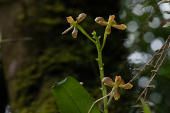 Prosthechea