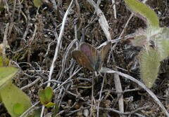 Lycaena boldenarum