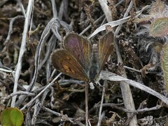 Lycaena boldenarum