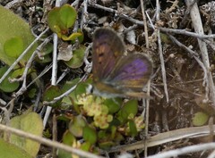 Lycaena boldenarum
