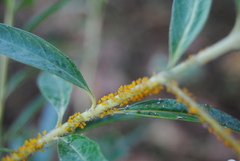 Aphis nerii