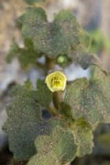 Mabrya acerifolia