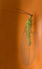 Ceraeochrysa lineaticornis