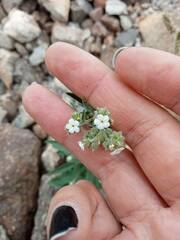 Johnstonella angustifolia