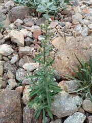 Johnstonella angustifolia