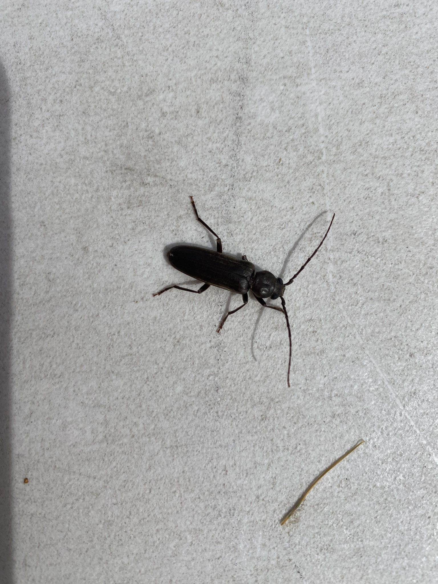 Arhopalus ferus (Mulsant, 1839)