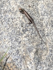 Pseudemoia entrecasteauxii