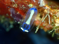 Aplousobranchia