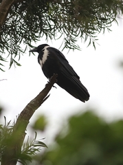 Corvus pectoralis