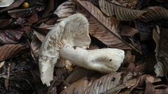 Macrocybe