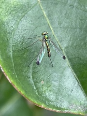 Amblypsilopus zonatus