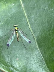 Amblypsilopus zonatus