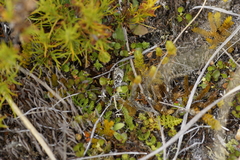 Lycaena boldenarum