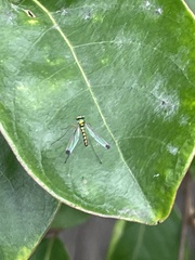 Amblypsilopus zonatus