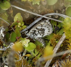 Lycaena boldenarum