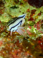 Chromodoris lochi