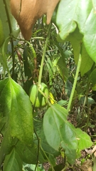 Passiflora herbertiana herbertiana