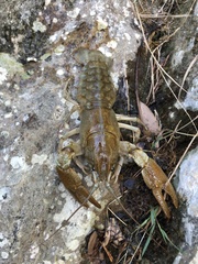 Austropotamobius pallipes