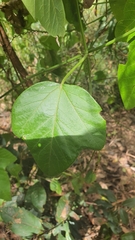 Passiflora herbertiana herbertiana