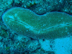 Ctenactis echinata