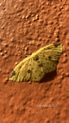 Periclina apricaria