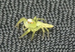 Mopsus