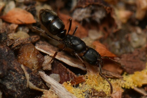 Austroponera rufonigraAustroponera rufonigra