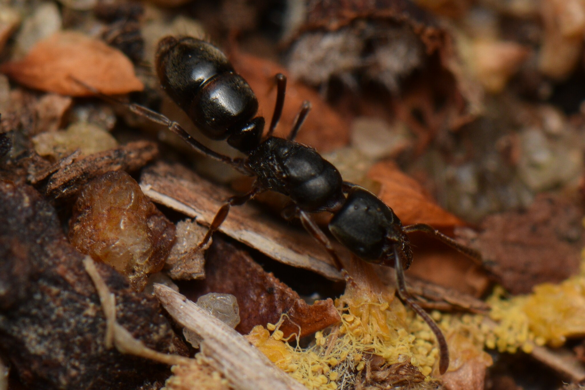 Austroponera rufonigra