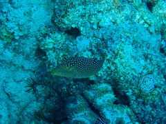 Canthigaster solandri