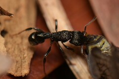 Rhytidoponera victoriae