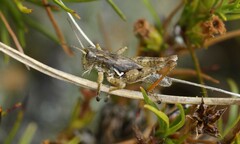 Phaulacridium marginale