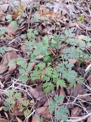 Chaerophyllum tainturieri