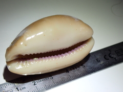 Lyncina