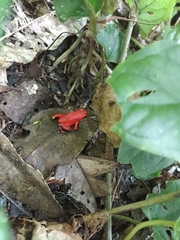 Oophaga pumilio