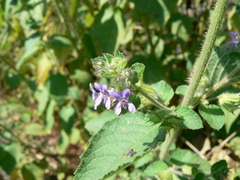 Mesosphaerum suaveolens