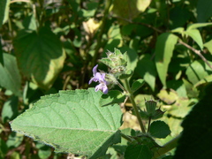 Mesosphaerum suaveolens