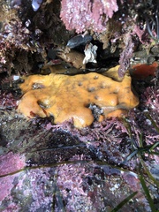 Aplidium californicum