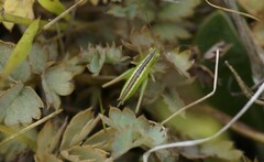 Conocephalus bilineatus