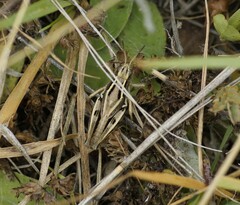 Phaulacridium marginale