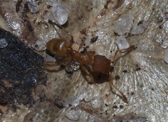 Pheidole bilimeki
