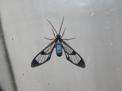 Mesothen caeruleicorpus
